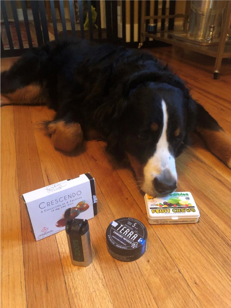 Dog lying infront of CBD edibles products